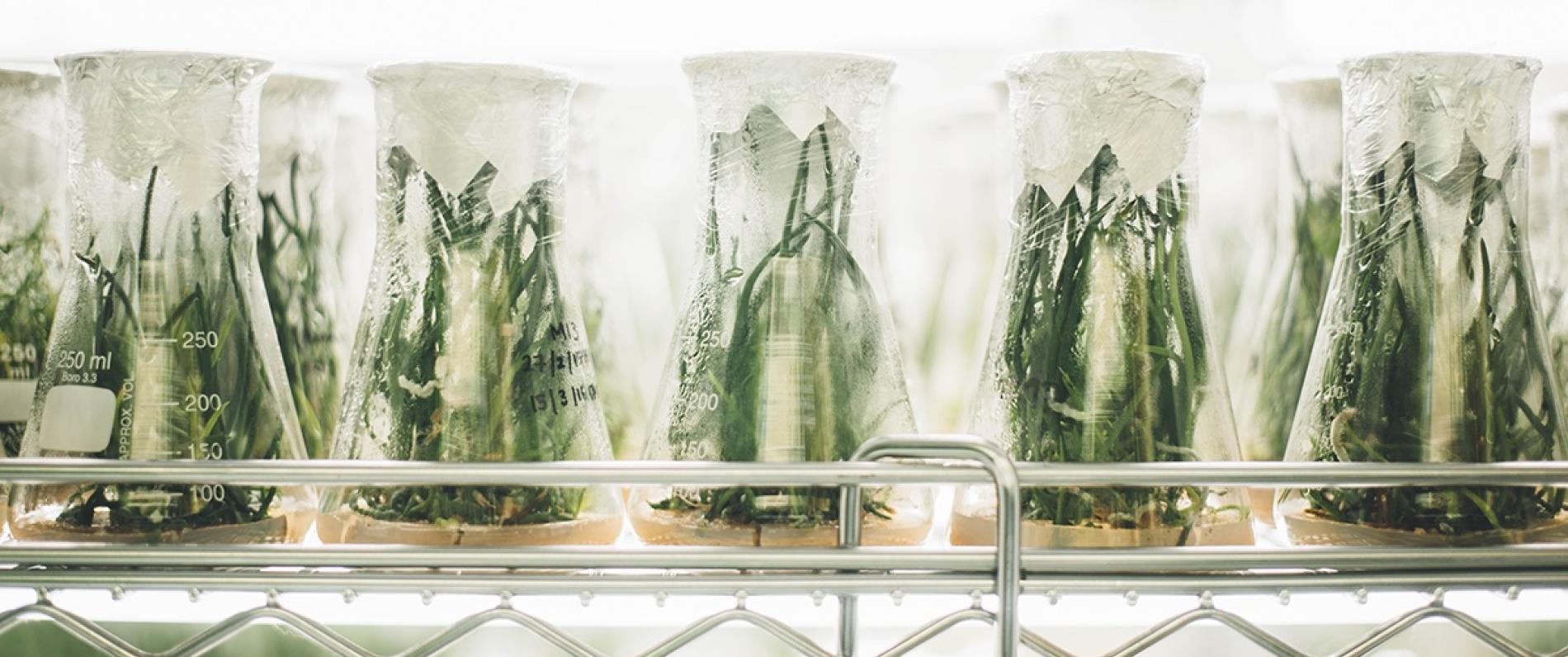 Plants in beakers under light