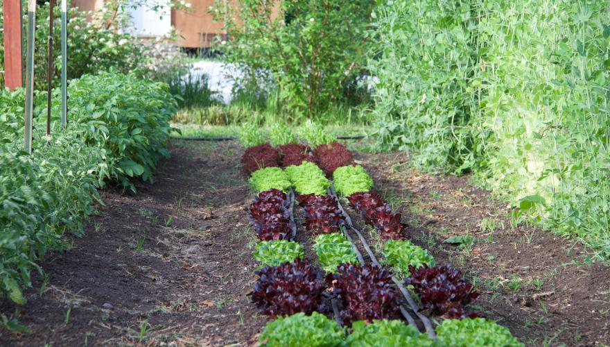 Student practice garden on lane campus