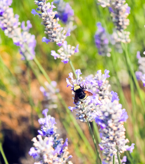 A bee on lavender flowers