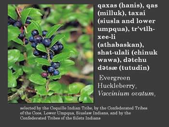 Mountain Huckleberry, Vaccinium membranaceum