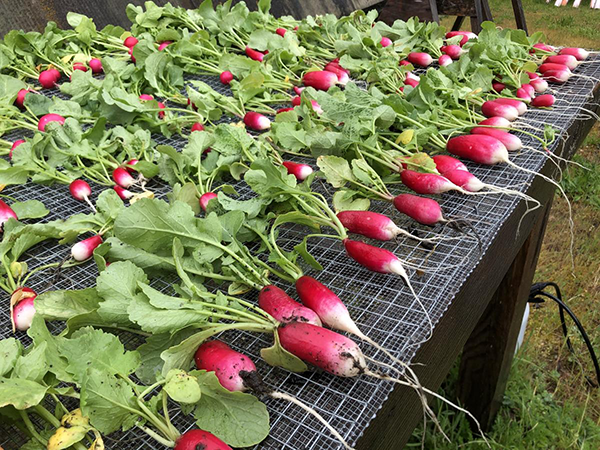 Radishes harvested from Learning Garden Aug 2020